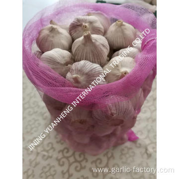 High quality fresh garlic white garlic